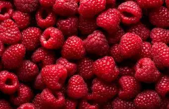 Framboos – fruitbereiding met stukjes 40% fruit – 5 kg